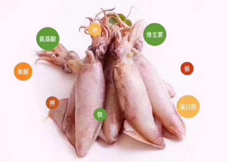 大个全籽籽乌，大海兔小鱿鱼带籽笔管鱼大叽咕