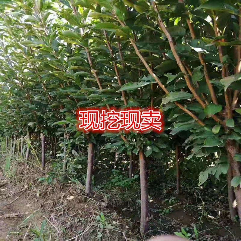 新品种无核风味玫瑰李子苗李子树苗新品种无核李子苗