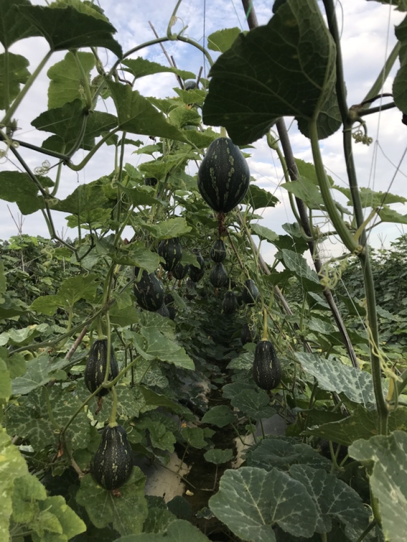 香贝南瓜香芋南瓜种子芋香南瓜种子甜糯南瓜种子芽率超标