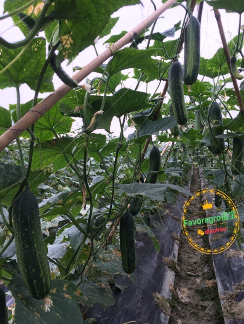 揭美2号，吊瓜，黄瓜，旱黄瓜种子青瓜种子芽率超国标