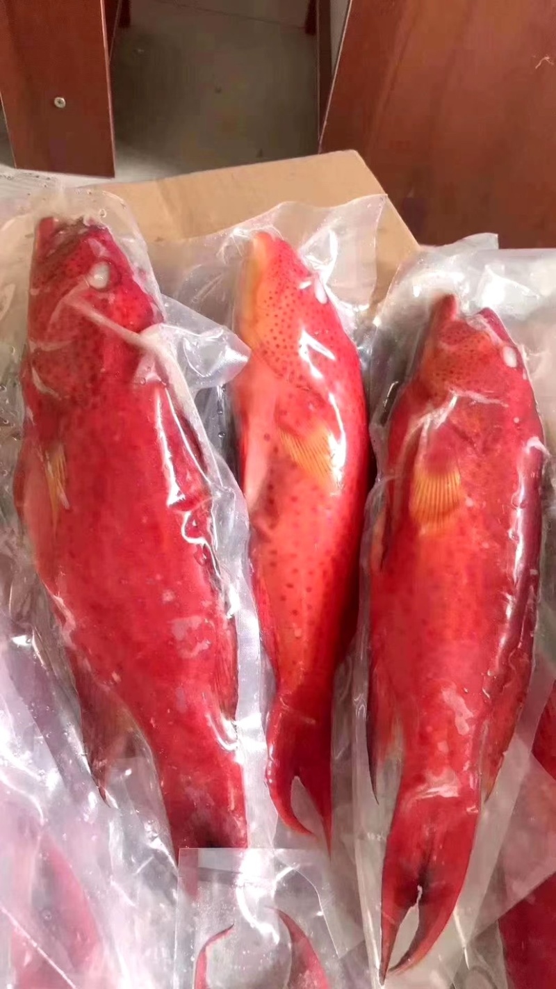 燕尾斑东星斑规格500/1000克一条，价格实惠，