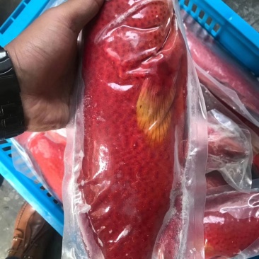 燕尾斑东星斑规格500/1000克一条，价格实惠，