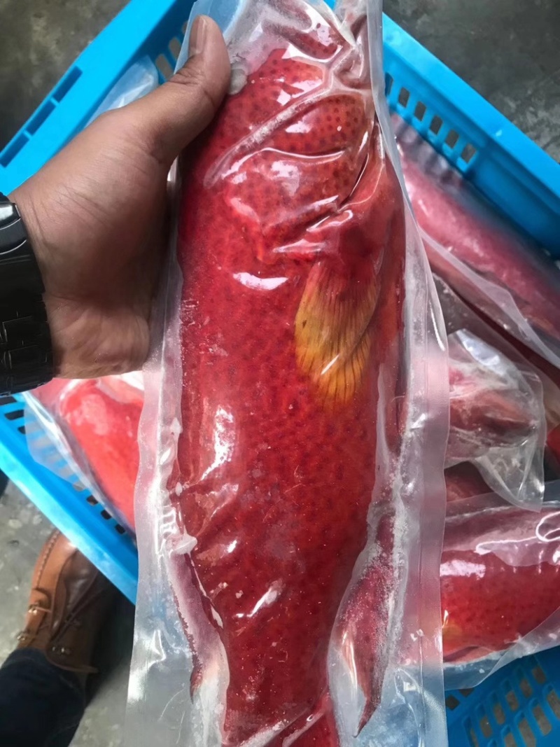 燕尾斑东星斑规格500/1000克一条，价格实惠，