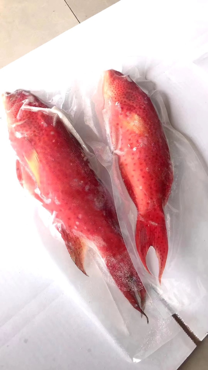 燕尾斑东星斑规格500/1000克一条，价格实惠，