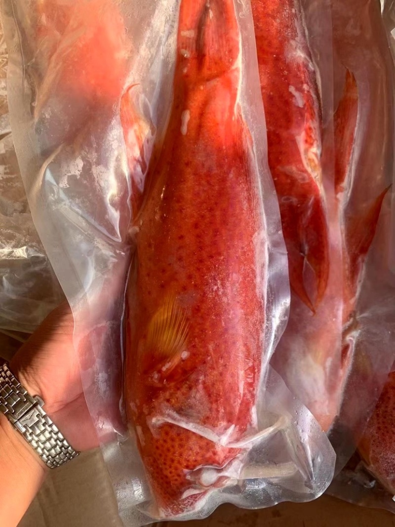 燕尾斑东星斑规格500/1000克一条，价格实惠，