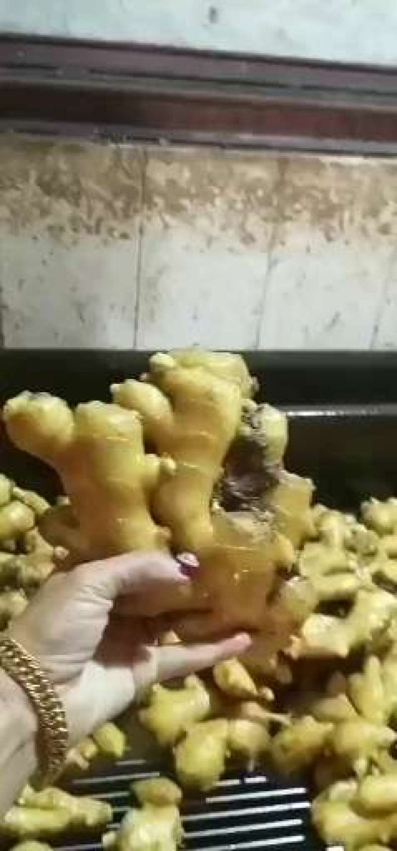 【大黄姜】山东生姜块头很大辣味十足色泽鲜艳质量佳