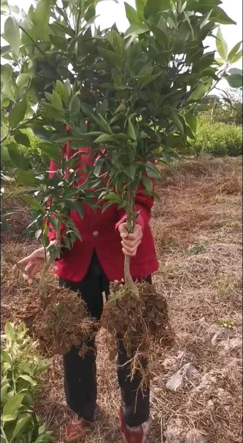 各种新品种优质柑桔树苗