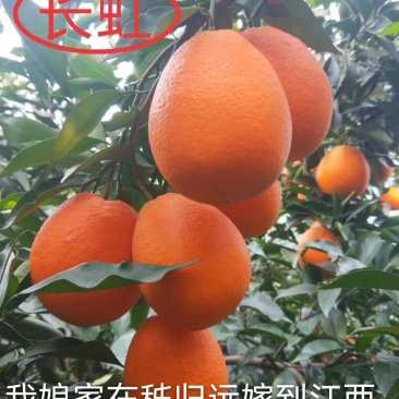 优质脐橙，伦晚，红芯，夏橙，九月红批量出售