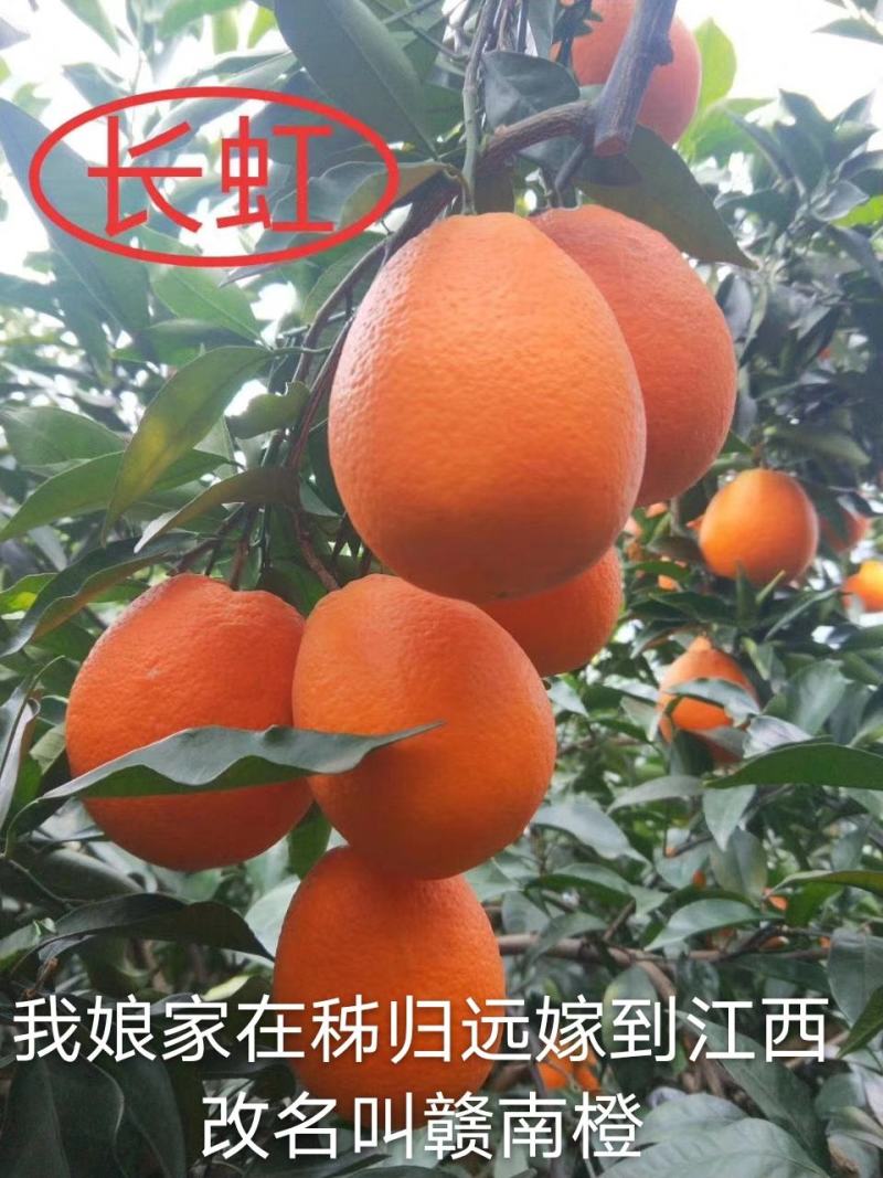 优质脐橙，伦晚，红芯，夏橙，九月红批量出售