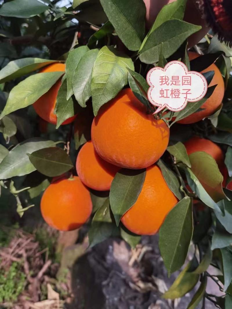 优质脐橙，伦晚，红芯，夏橙，九月红批量出售