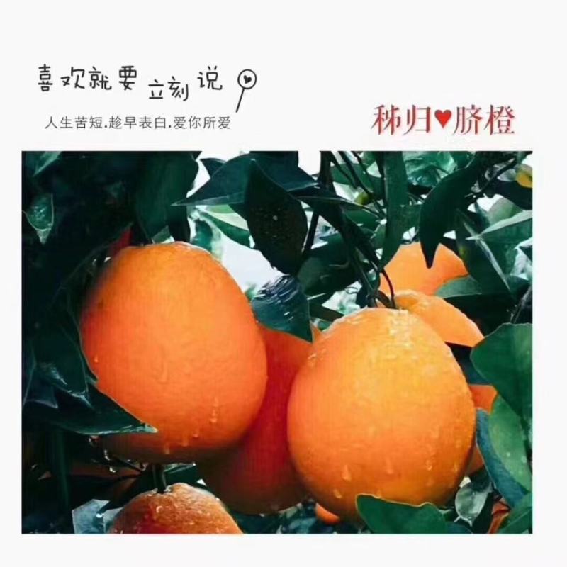 优质脐橙，伦晚，红芯，夏橙，九月红批量出售