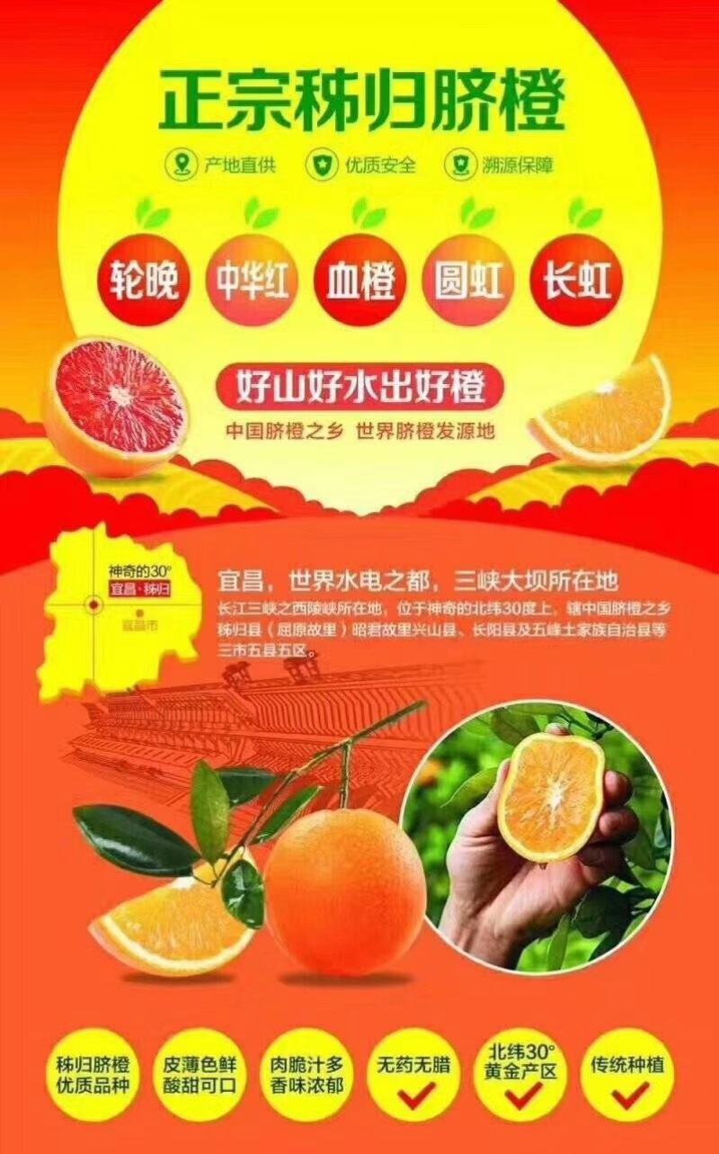优质脐橙，伦晚，红芯，夏橙，九月红批量出售