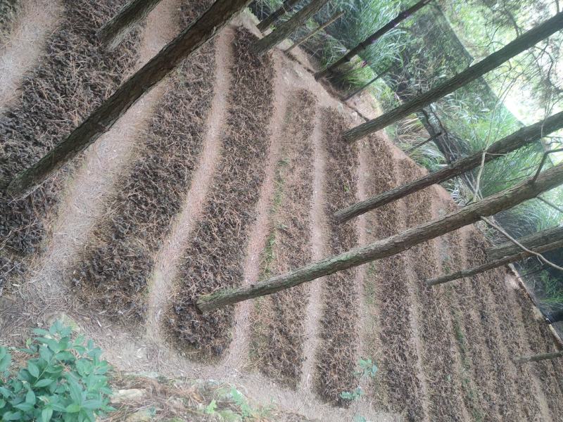 林下防野生原生态金线莲，不使用任何化肥和农药。保证品质！