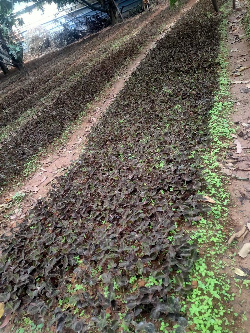 林下防野生原生态金线莲，不使用任何化肥和农药。保证品质！