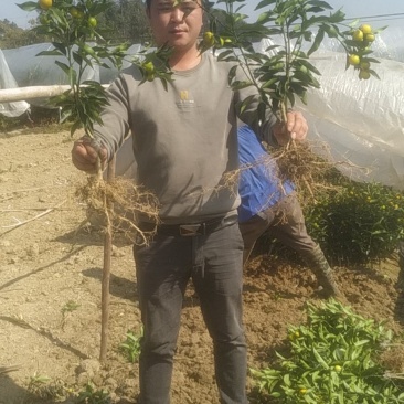 带果脆皮金桔苗签合同假一赔百