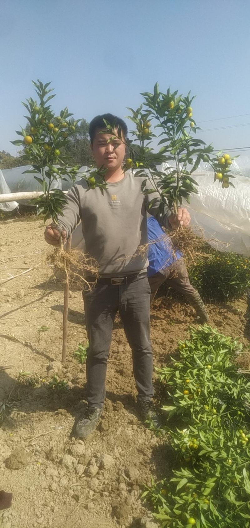 带果脆皮金桔苗签合同假一赔百