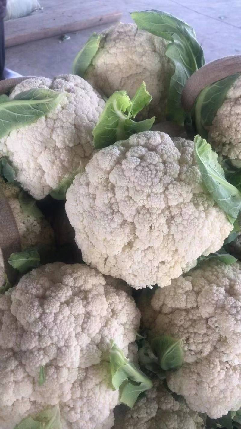 精品有机花菜，散花，菜花，清梗散花菜，专业做有机花菜