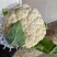 精品有机花菜，散花，菜花，清梗散花菜，专业做有机花菜