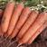 新鲜带泥沙地红萝卜，一件代发，精品萝卜，有单速度