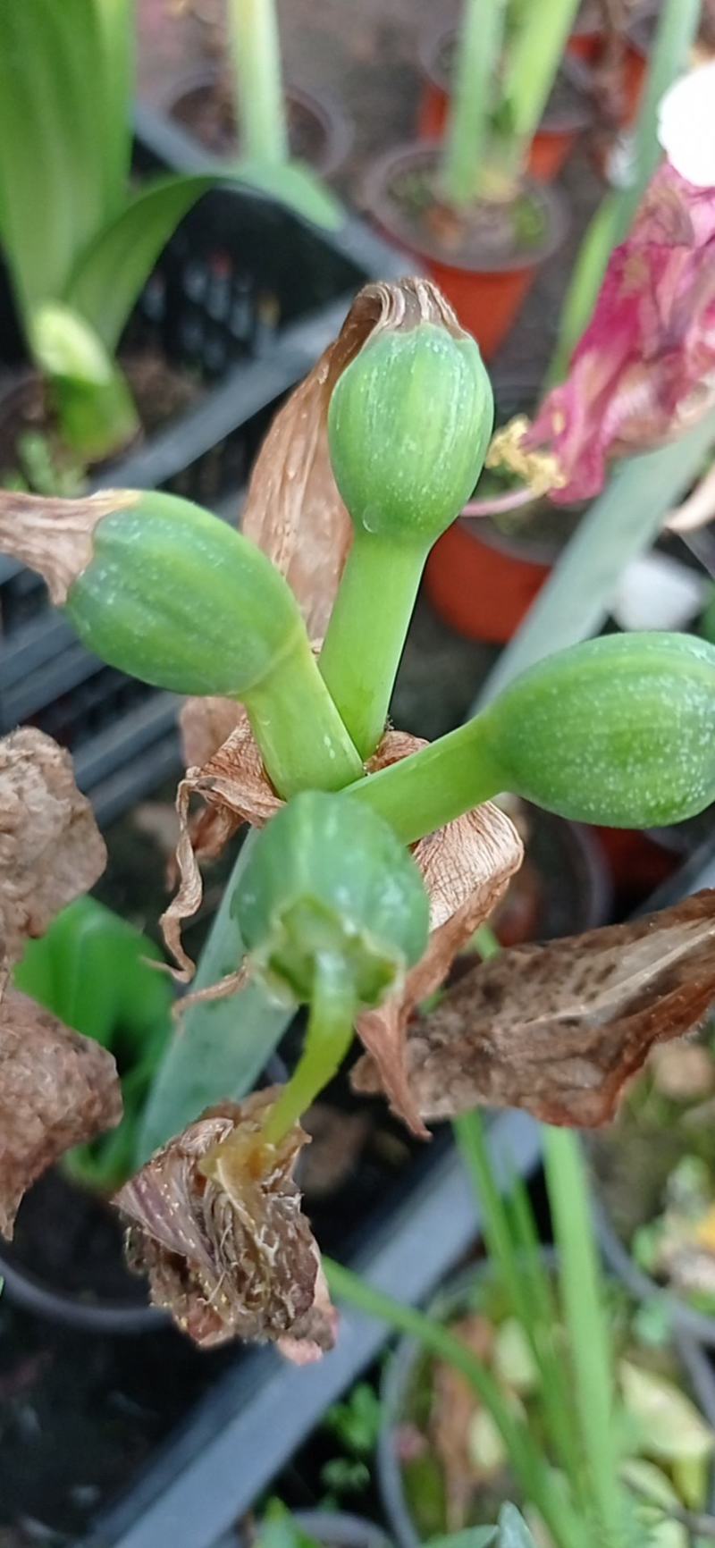 朱顶红杂交小苗混色，100颗包邮