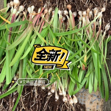 朱顶红杂交小苗混色，100颗包邮