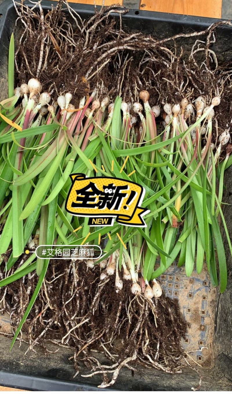 朱顶红杂交小苗混色，100颗包邮