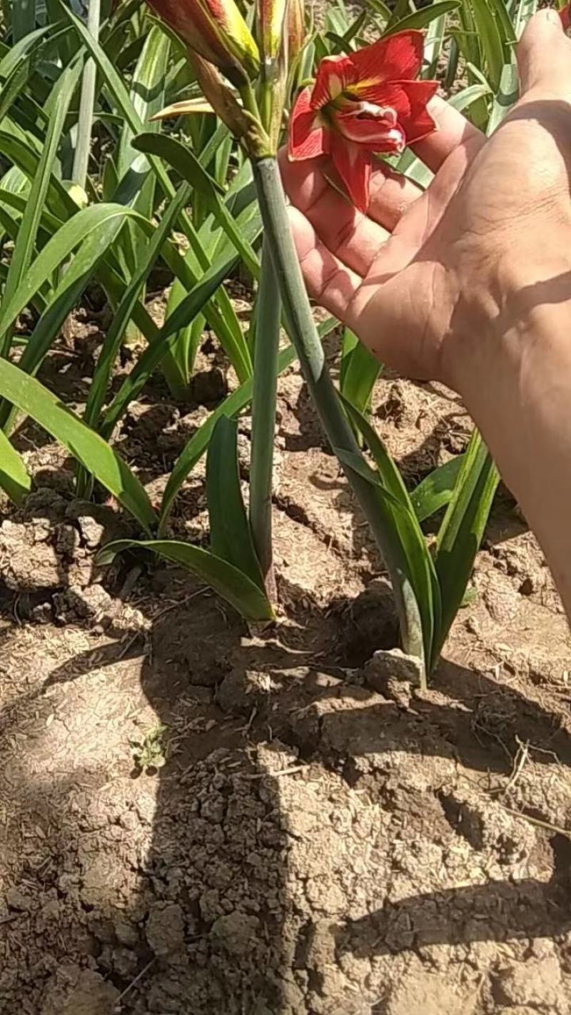 朱顶红杂交小苗混色，100颗包邮