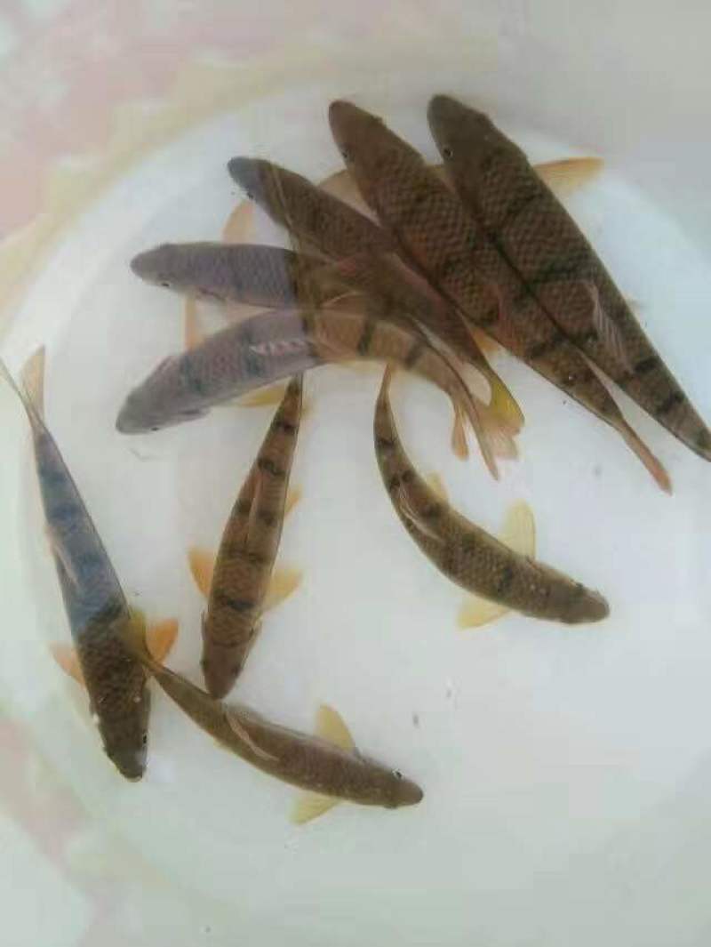 溪水石斑大量供应各种规格