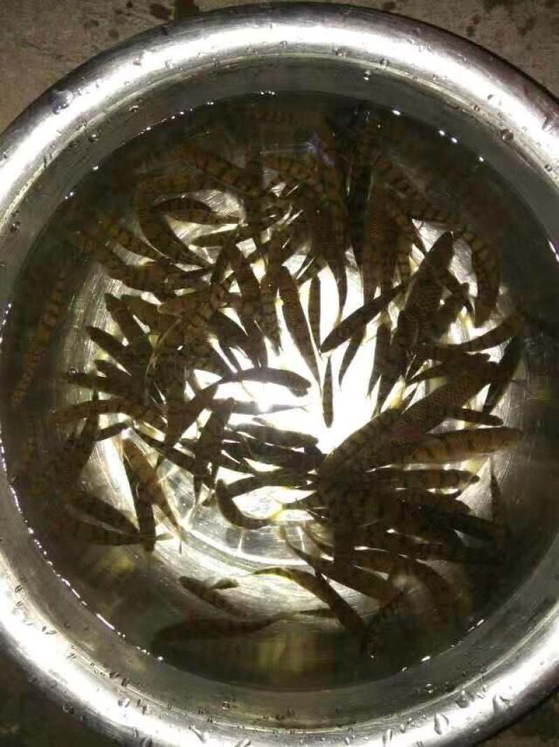 溪水石斑大量供应各种规格
