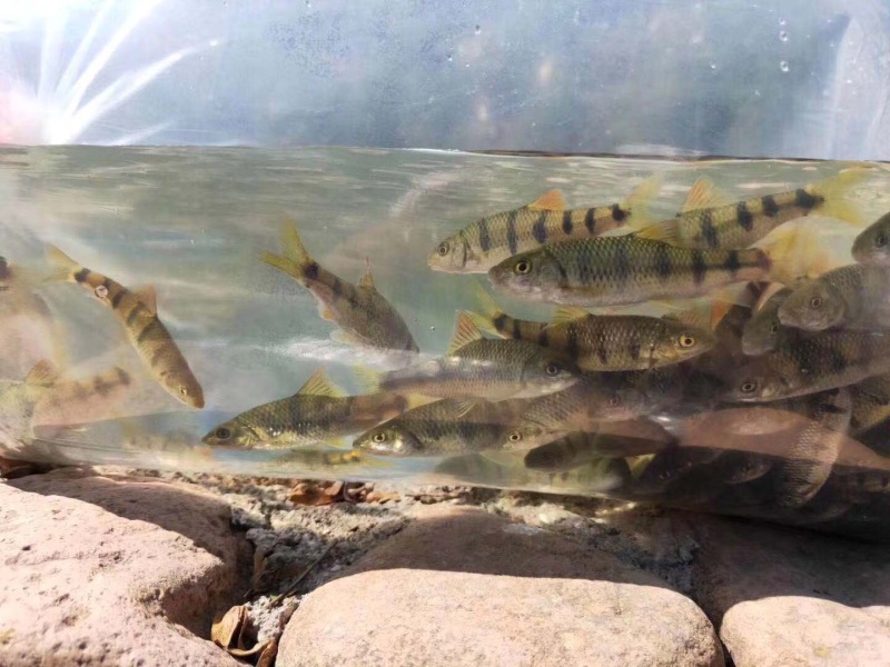 溪水石斑大量供应各种规格