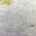 溪水石斑大量供应各种规格