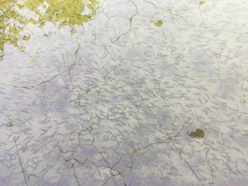 溪水石斑大量供应各种规格