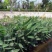 再力花水生植物绿化类植物基地直发
