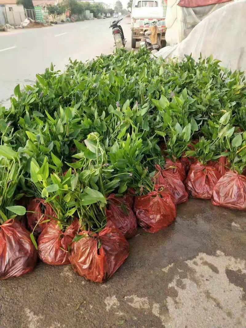 再力花水生植物绿化类植物基地直发