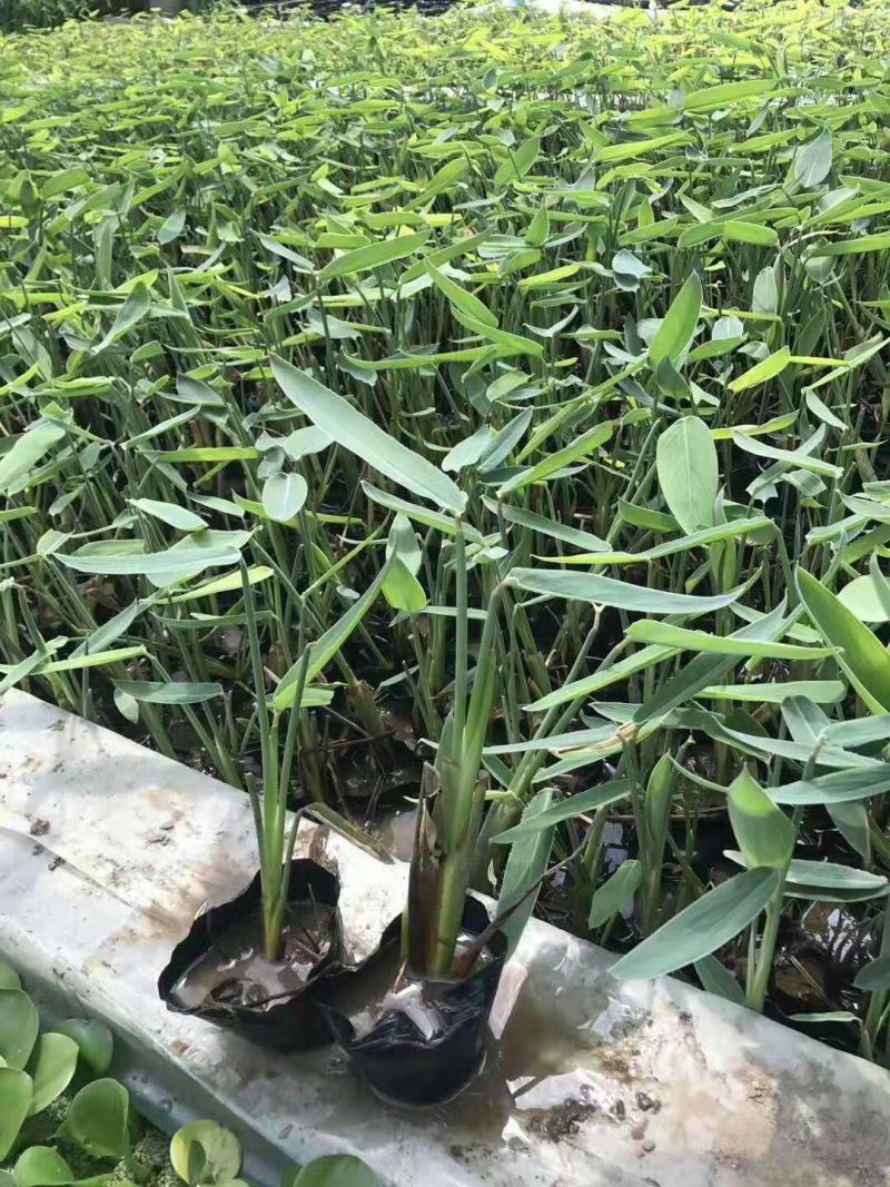 再力花水生植物绿化类植物基地直发