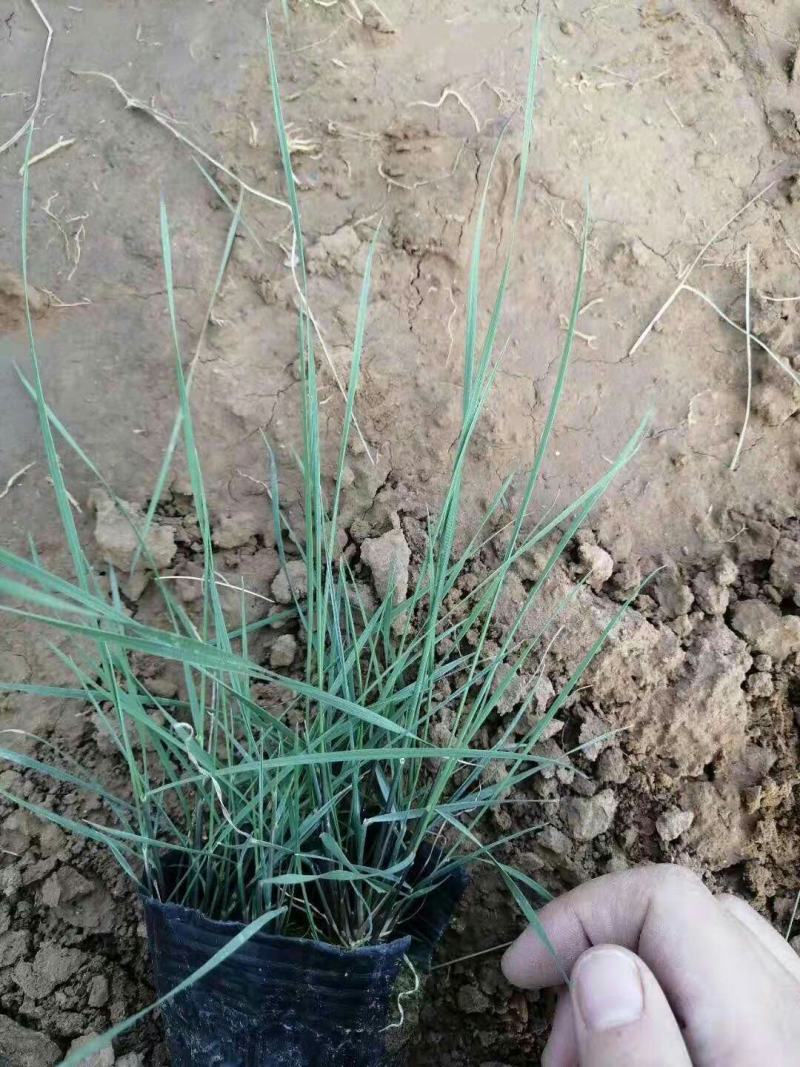 粉黛乱子草宿根类花海专用基地直发