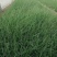 粉黛乱子草宿根类花海专用基地直发