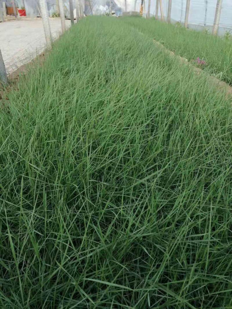 粉黛乱子草宿根类花海专用基地直发