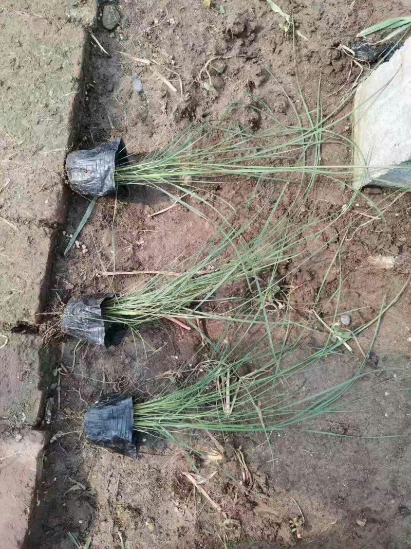 粉黛乱子草宿根类花海专用基地直发