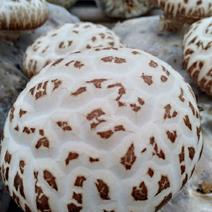 天白花菇冬花菇大花菇生长期60-70天，菇肉鲜嫩