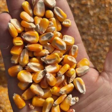 山东一级玉米，保质保量一手货源量大从优，可视频看货