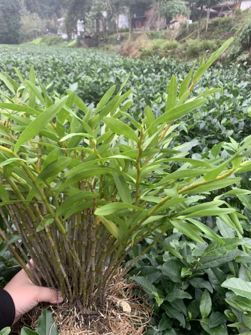 夹江叠鞘石斛野生石斛