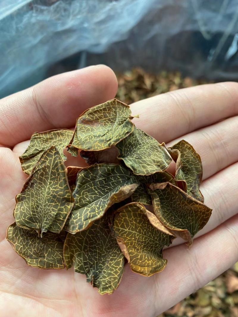 福建’金线莲礼盒装‘包邮‘纯叶子