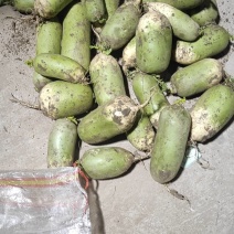 冷库萝卜，清脆爽口，精品品质，量大质优，欢迎联系