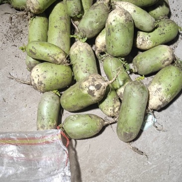 冷库萝卜，清脆爽口，精品品质，量大质优，欢迎联系
