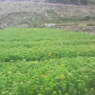 优质马尾松苗，一手货源，自产自销，现货批发，量大从优