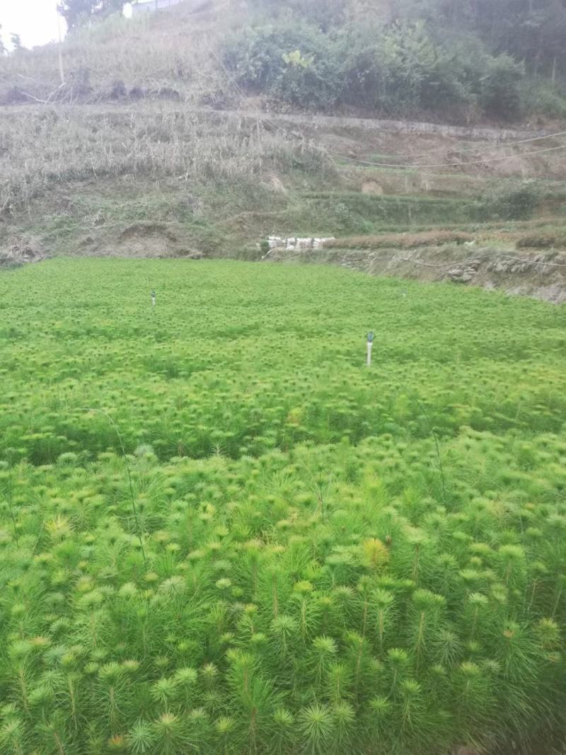 优质马尾松苗，一手货源，自产自销，现货批发，量大从优