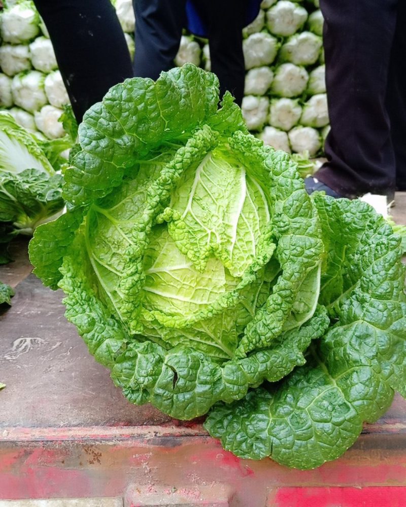 湖北天门（黄心白菜）大量上市量大优惠品质保证