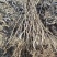 黄玉兰黄玉兰树可以视频看货选货品种保证包邮发货
