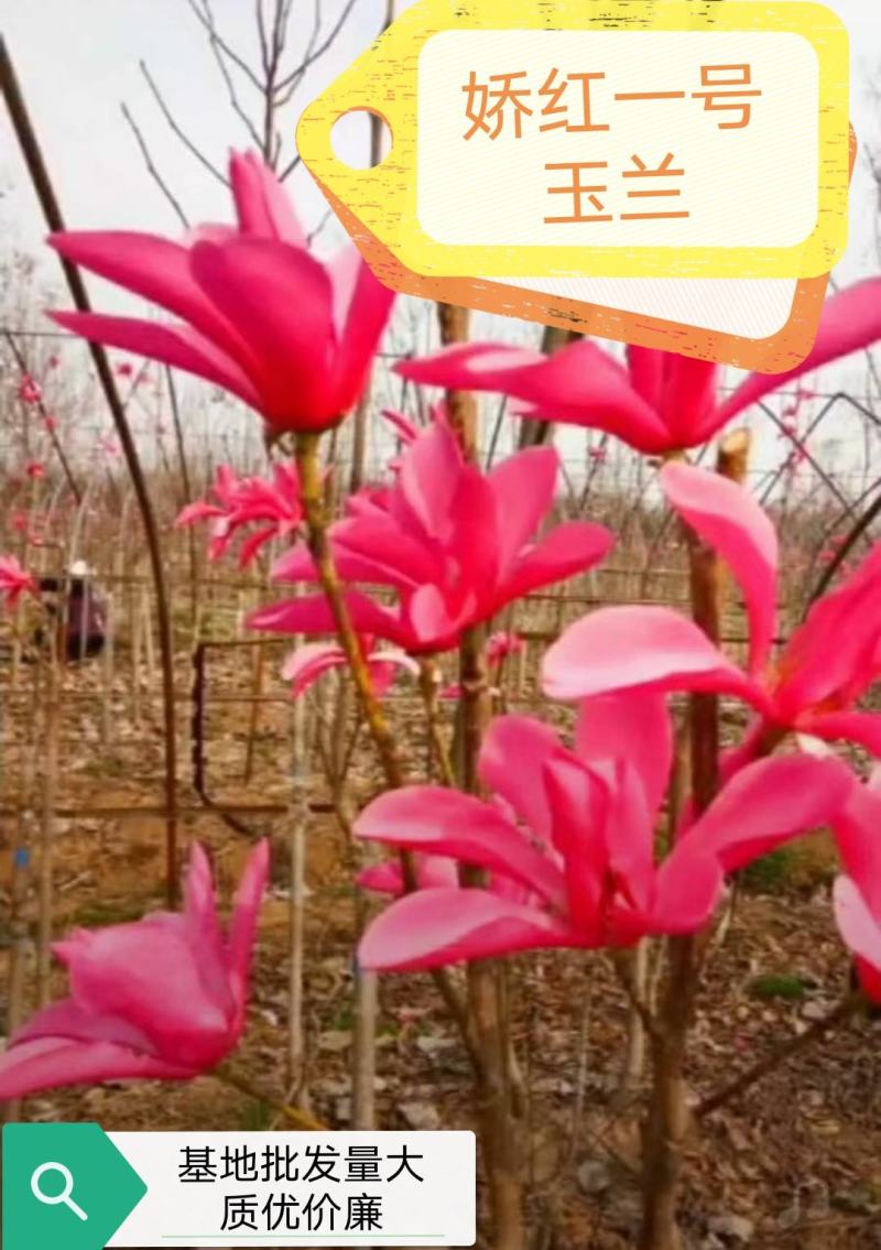 娇红一号玉兰紫玉兰红玉兰基地批发绿化景观庭院点缀